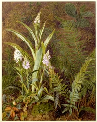 Wilde orchideeën